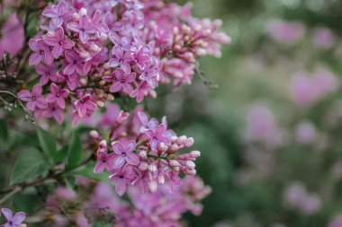Baharda çiçek açan leylak çiçekleri. Bulanık arka planda çiçek açan leylak çalısı. Bir buket mor çiçek. Bahar doğal dekorasyonu. Kadınlar için romantik bir hediye. Pankart seçici odak için boşluk.