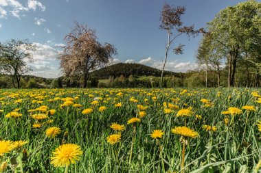 Çiçek açan karahindibalarla dolu bir çayır. Çiçekli sarı karahindibalar. Yeşil çimlerde bahar mevsimi taze hava pozitif enerji. Sarı çiçekli bahar manzarası.