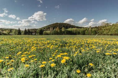 Çiçek açan karahindibalarla dolu bir çayır. Çiçekli sarı karahindibalar. Yeşil çimlerde bahar mevsimi taze hava pozitif enerji. Sarı çiçekli bahar manzarası.