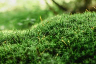 Parlak yeşil yosun rengi harika bir manzara. Duvar kağıdı için taze doğa. Yosun dokusu, kopyalanmış arkaplan. Yeşil yosunu kapat, doğa bitkisi yumuşak seçici odak noktası.