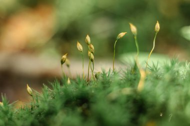 Parlak yeşil yosun rengi harika bir manzara. Duvar kağıdı için taze doğa. Yosun dokusu, kopyalanmış arkaplan. Yeşil yosunu kapat, doğa bitkisi yumuşak seçici odak noktası.