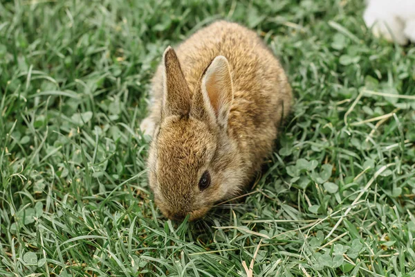 A small brown domestic rabbit sitting in the garden and eating grass.Newborn animal.Funny adorable baby rabbit asking for food.Cute Easter bunny close up.Pet for childern.Rural life in spring