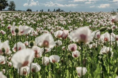 Beyaz çiçek açan afyon çiçekli güzel bir bahar manzarası. Haşhaş çiçekli duvar kağıdı. Bulutlu gökyüzüne karşı afyon tarlasının panoraması. Kırsal alanda çalılar ve mavi gökyüzü: