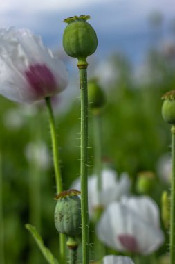Olgunlaşmamış beyaz gelincik kafası ve çiçek tarlası ayrıntıları. Yazın haşhaş kapsülleri bulanık arkaplan. Tarım sahnesi. Afyon haşhaş tohumu başları kapanır. Doğal bahar renkli duvar kağıdı.