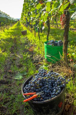 Bahçe budanmış olgun kırmızı üzümleri topluyorum. Üzüm bağındaki kırmızı üzümleri kapat, panoramik arkaplan, üzüm hasat konsepti. Bir sepet dolusu taze kırmızı üzüm.