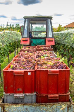 Üzüm hasat mevsiminde üzüm bağlarında toplanan çeşitli üzümlerle dolu eski traktör römorku. Sonbaharda tatlı organik sulu üzüm bağlarının ayrıntıları. Üzüm hasadı kavramı. Güney Moravya 'da tarım.