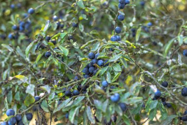 Prunus spinosa, blackthorn veya sloe olarak bilinir. Böğürtlen böğürtlenleri çalıların seçici odak noktasında olgunlaşır. Dalı, dalı ve yaprakları olan taze böğürtlen. Sonbahar yabani meyve hasadı. Sloe 'ye yakın.