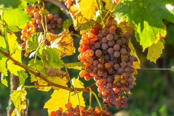 Detalle de la vid jugosa orgánica dulce en otoño. Primer plano de uvas frescas en un viñedo, fondo panorámico, concepto de vendimia. Ramas de uvas blancas que crecen en Moravia.Escena agrícola. —  Fotos de Stock