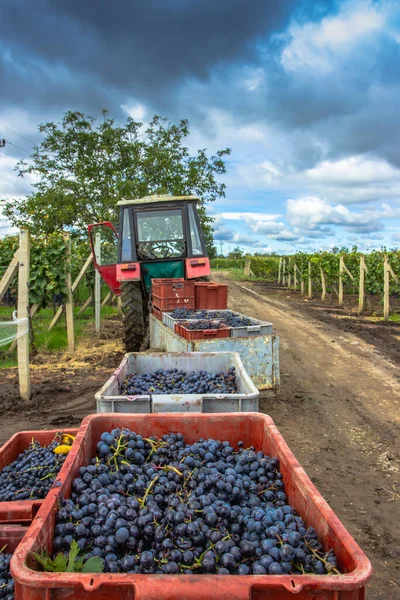 Üzüm hasat mevsiminde üzüm bağlarında toplanan çeşitli üzümlerle dolu eski traktör römorku. Sonbaharda tatlı organik sulu üzüm bağlarının ayrıntıları. Üzüm hasadı kavramı. Güney Moravya 'da tarım.