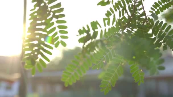 Zeitlupenvideo Sonnenlicht Mit Kleinem Baum Morgen Frühling — Stockvideo