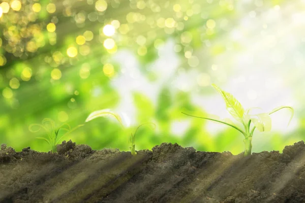 business growth concept from small tree on soil with sunshine and bokeh background