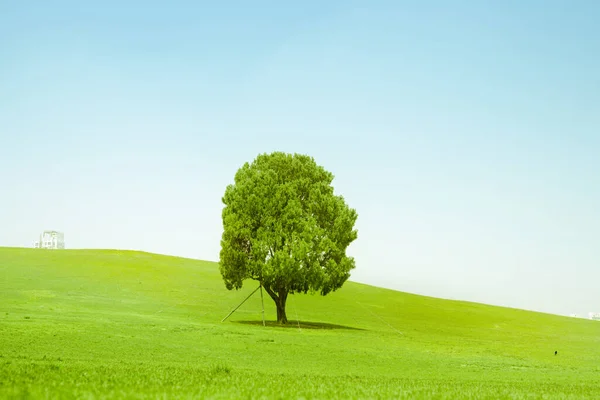 Stock image earth day and protect environment activity from less of tree in the field with blue sky