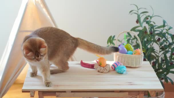 英国猫的复活节观念和主人一起玩彩蛋 然后放进篮子里 — 图库视频影像