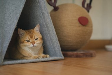 İngiliz kedisiyle evcil hayvan bakımı konsepti. Rahatla ve oturma odasında uyu.