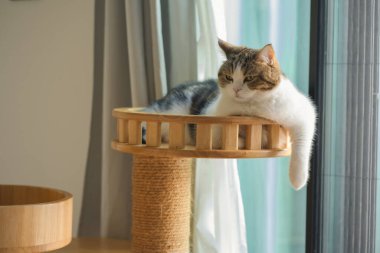 İskoç kedisiyle evcil hayvan bakımı konsepti. Rahatla ve oturma odasında uyu.