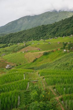 Kamp yapan ekoloji gezisi, yağmur mevsiminde Chiangmai Tayland 'daki pirinç tarlasında dinlenir.