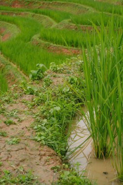 Kamp yapan ekoloji gezisi, yağmur mevsiminde Chiangmai Tayland 'daki pirinç tarlasında dinlenir.