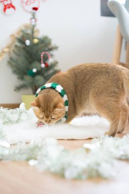 Kış tatili ve İngiliz kedisiyle kedi konsepti ipek eşarp giyer ve çam ve Noel ağacı süslemeleriyle oynar.