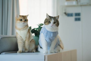 Kedi bakım konsepti. Kumaş giyin ve ev sahibiyle oturma odasında oyna.