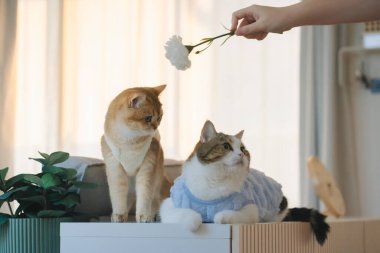 Kedi bakım konsepti. Kumaş giyin ve ev sahibiyle oturma odasında oyna.