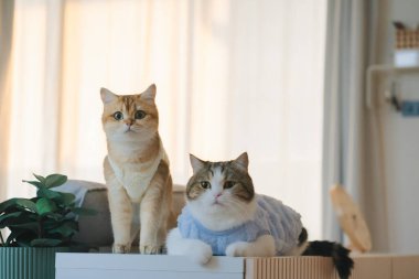 Kedi bakım konsepti. Kumaş giyin ve ev sahibiyle oturma odasında oyna.