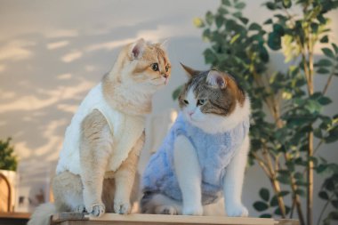 Kedi bakım konsepti. Kumaş giyin ve ev sahibiyle oturma odasında oyna.