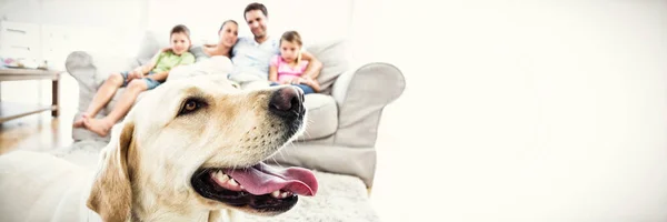 Joyeux Famille Assis Sur Canapé Avec Leur Labrador Jaune Animal — Photo