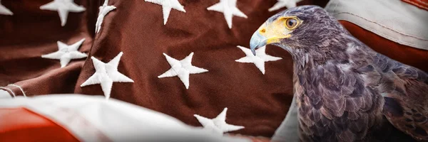 Közeli Kép Sas Ellen Részlete Amerikai Zászló — Stock Fotó
