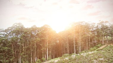Orman dağlarında görünümünü 