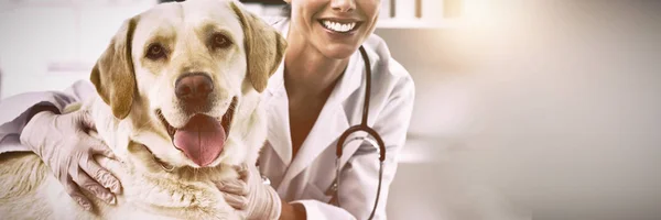 Retrato Veterinária Feminina Confiante Com Cão Clínica — Fotografia de Stock