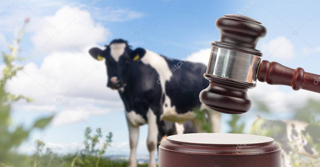 Digital composite of Gavel and cow farm animal auction