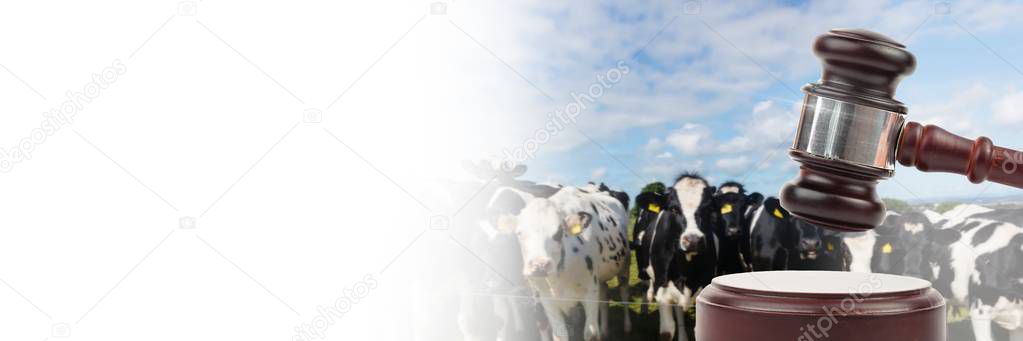 Digital composite of Gavel and cow farm animal auction with transition