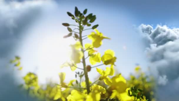 空と雲と新鮮な花のデジタル合成動画 — ストック動画