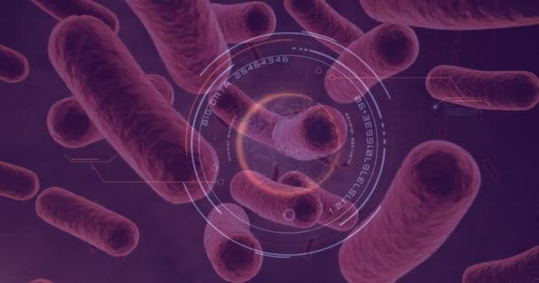 Células Bacterianas Generadas Digitalmente Corriente Sanguínea — Vídeos de Stock