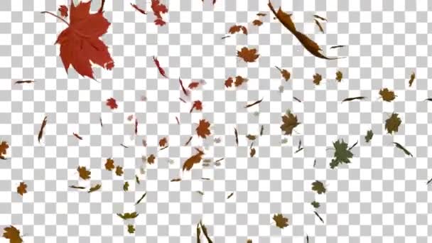 Cyfrowo Wygenerowany Jesiennych Liści Spadających Tle Alfa — Wideo stockowe