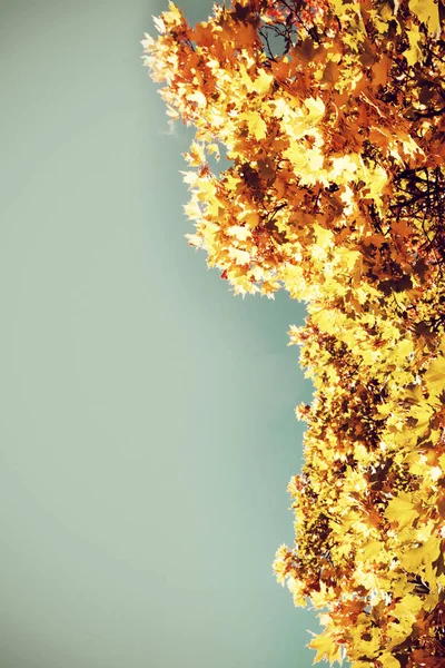 コピー スペースと紅葉自然シーン 秋の木々 の低角度のビュー — ストック写真