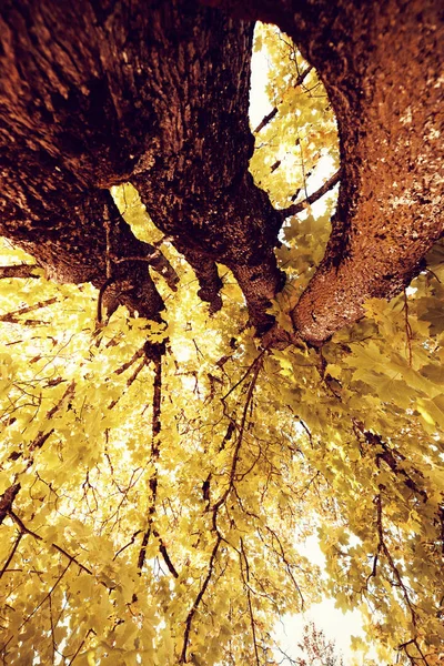 Φθινοπωρινή Φύση Σκηνή Αντίγραφο Χώρου Χαμηλή Γωνία Προβολής Φθινόπωρο Δέντρα — Φωτογραφία Αρχείου