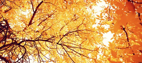 Escena Naturaleza Otoñal Con Espacio Copia Vista Ángulo Bajo Árboles —  Fotos de Stock