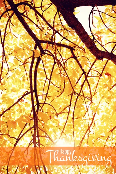 Ilustrace Šťastný Den Díkuvzdání Textu Pozdrav Proti Listí Větvích Stromů — Stock fotografie