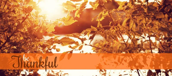 Текст Поздравления День Благодарения Фоне Осенних Листьев Перед Озером — стоковое фото