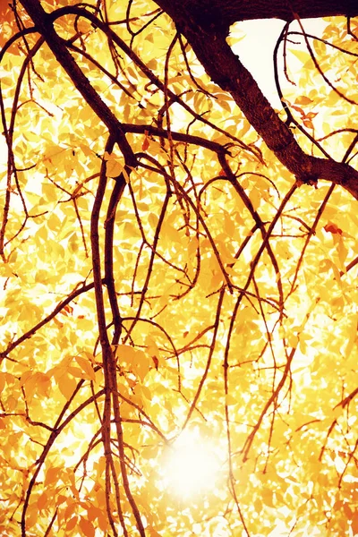 Herbstliche Naturszene Mit Kopierraum Blick Auf Die Bäume Herbst — Stockfoto