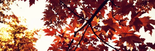 Осенняя Сцена Природы Копировальным Пространством Низкий Угол Обзора Осенних Деревьев — стоковое фото