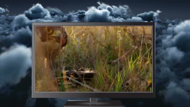 森で獲物を食べる捕食性の鳥を示すデジタル タブレットのデジタル アニメーション バック グラウンドで彼の暗い空の雲 — ストック動画