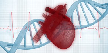 İllüstrasyon kırmızı mavi sarmal EKG çizgiyle karşı 3d insan kalp