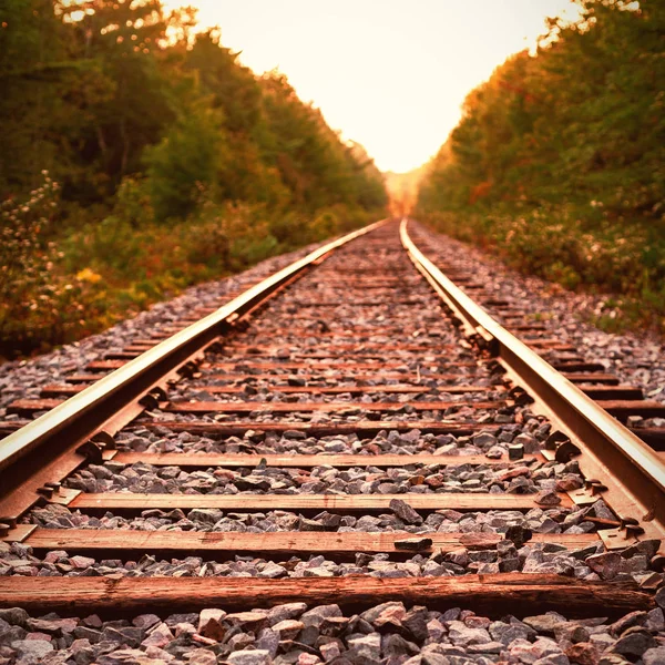 Railway Track Forest — Stock Photo, Image