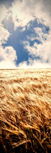 Culturas Trigo Campo — Fotografia de Stock