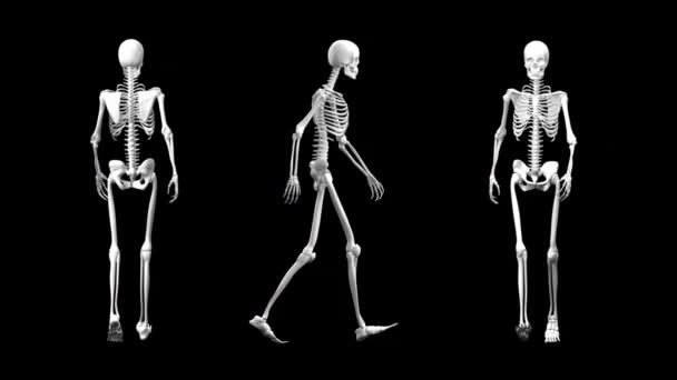 在黑暗的背景上行走的数字骨架的正面视图 侧视图和背面视图 — 图库视频影像