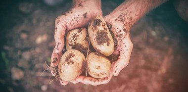 Çiftlikte kirli patates tutan bahçıvan kırpılmış görüntü