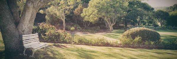 Bank Baum Park Bei Sonnigem Tag — Stockfoto