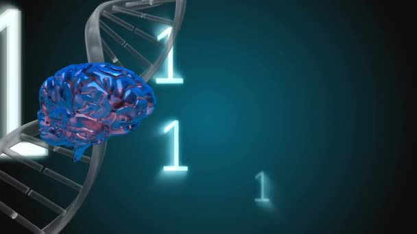 Composito Digitale Elica Del Dna Rotante Cervello Circondato Codici Binari — Video Stock